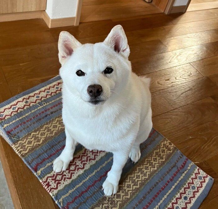 見つめる小豆ちゃん