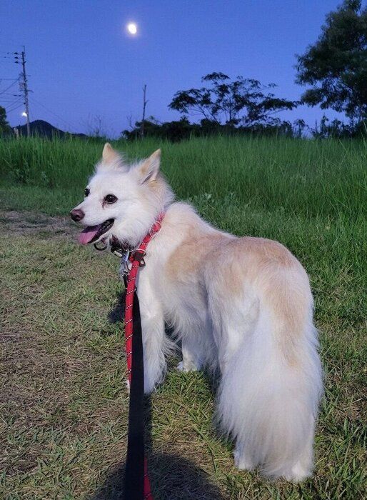 散歩するシャムちゃん