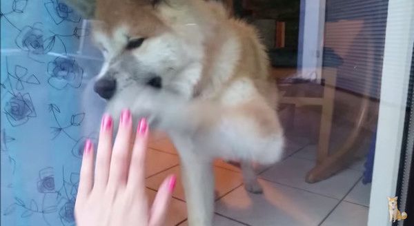 飼い主を待つ秋田犬
