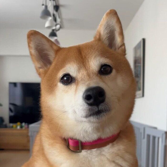 見つめるあんこちゃん