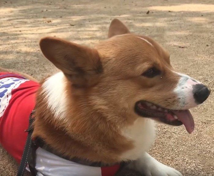 遊ぶ犬