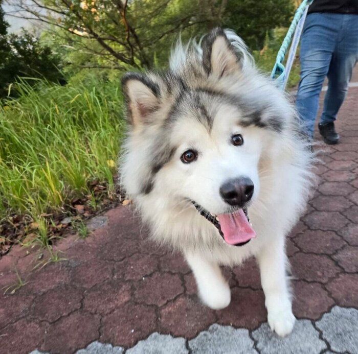 楽しそうに散歩するフブキくん