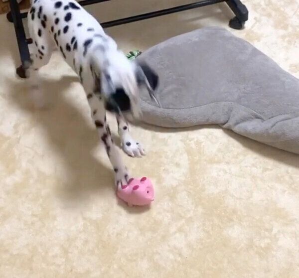 「ブートン」で遊ぶタルちゃん