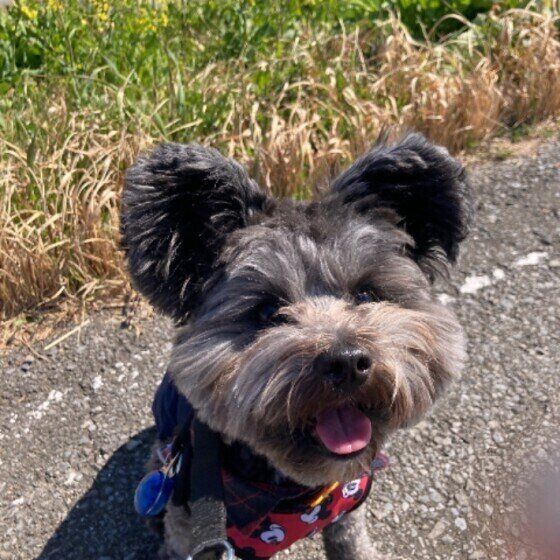 散歩する犬