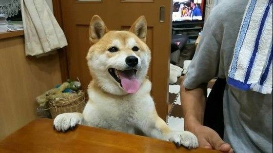 見つめる柴犬