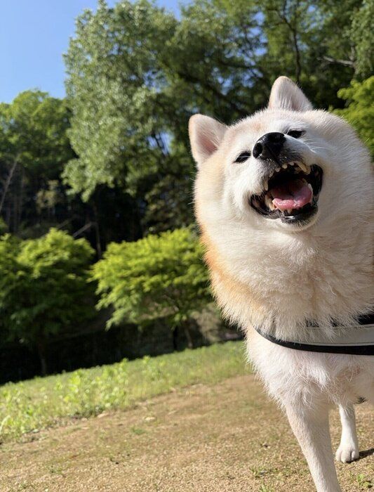 楽しそうな様子が伝わってくる お出かけ中のはなちゃん