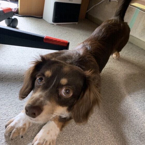 体をのびーん！とする犬