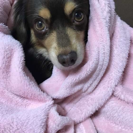 ミックス犬