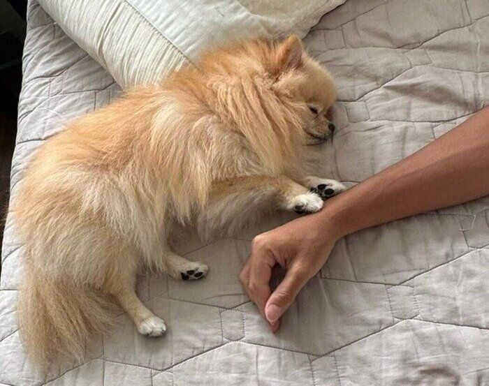 飼い主さんにくっついて眠るポメラニアン
