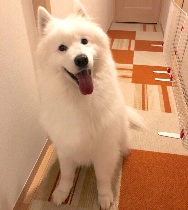 笑顔を見せるサモちゃん