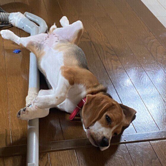 涼しい場所を見つけたよ!