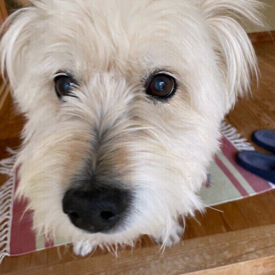ミックス犬