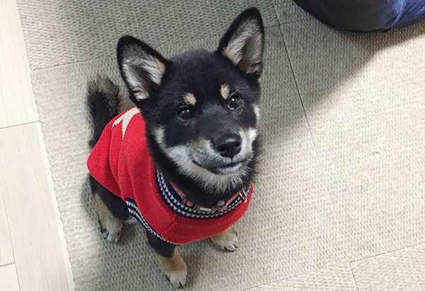 見つめる柴犬
