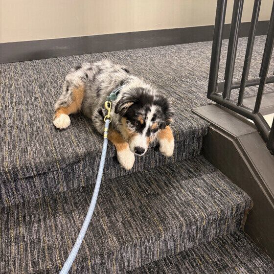 階段を拒否するオーストラリアン・シェパード