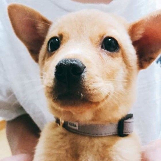見つめる犬