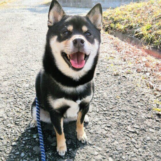 散歩中の柴