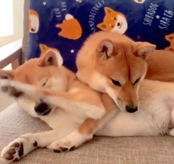 柴犬の上にのっかる柴犬