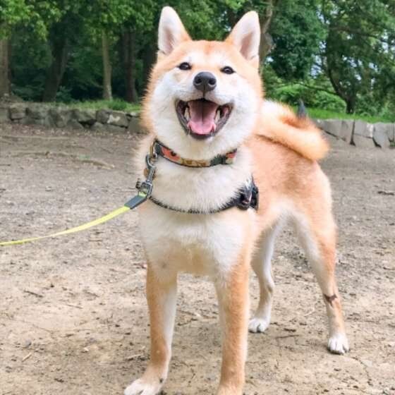 柴