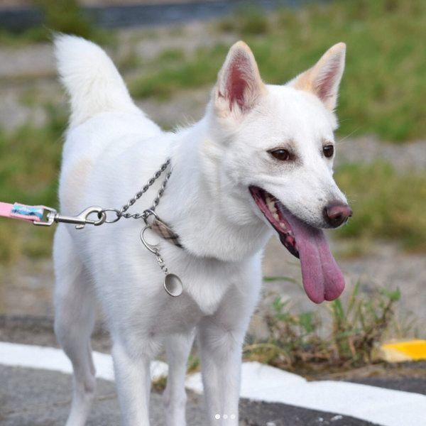 元保護犬・ルルちゃん