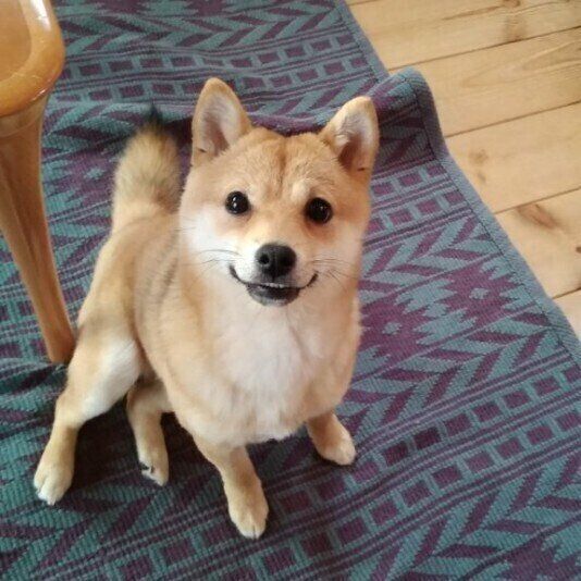 硬すぎるウンチの原因は? 犬のウンチの硬さの目安