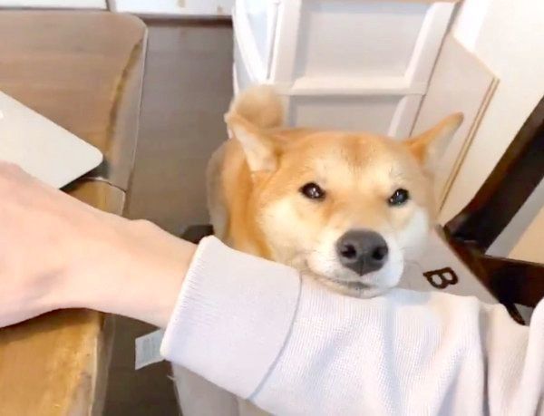 在宅ワークをするパパさんに寄り添うりんご郎くん
