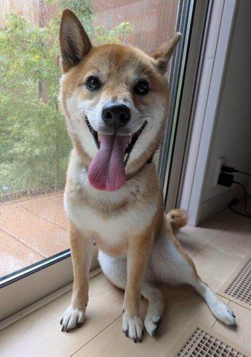 雨でお散歩ができずおうちで過ごす柴犬