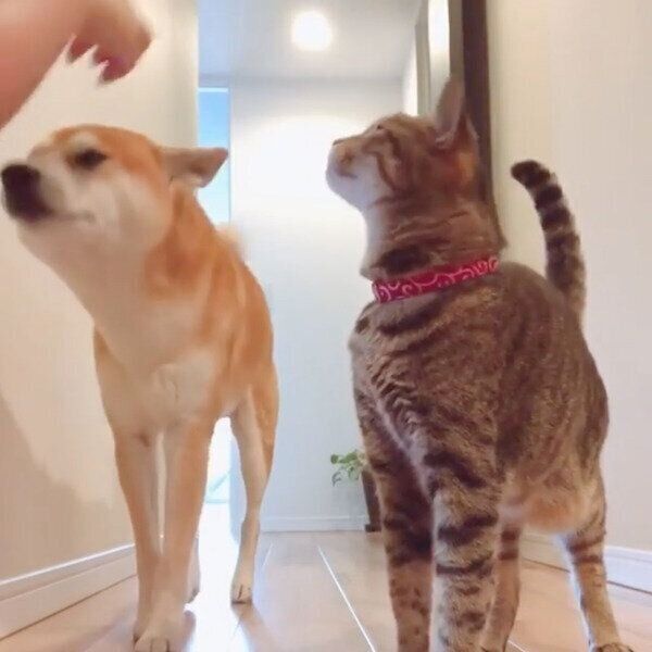 飼い主さんにナデナデしてもらうHaluくん