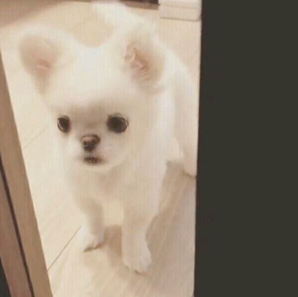ドアの隙間から帰宅した飼い主を見つけた犬 発見した瞬間の表情とアピールが可愛すぎた いぬのきもちweb Magazine