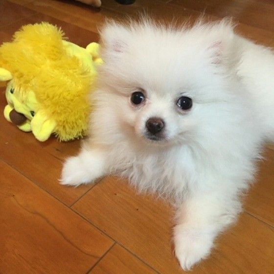 見つめる犬