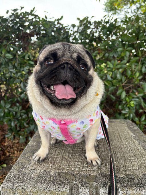 笑顔を見せる様子のパグ