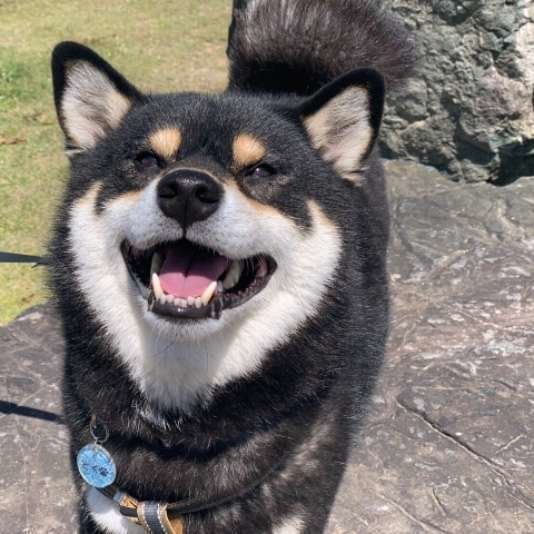 柴