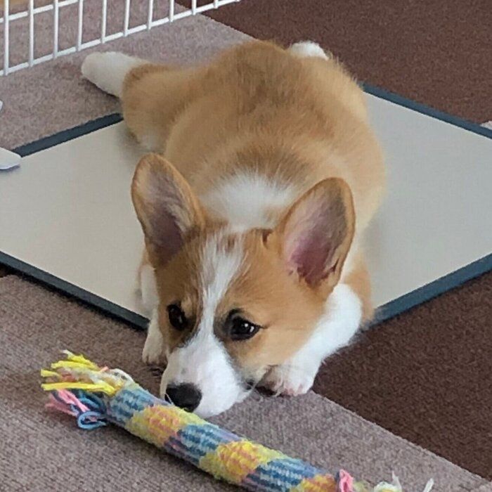 おもちゃ遊びのあとに撮影されたつむぎちゃん(撮影時、生後3カ月)。