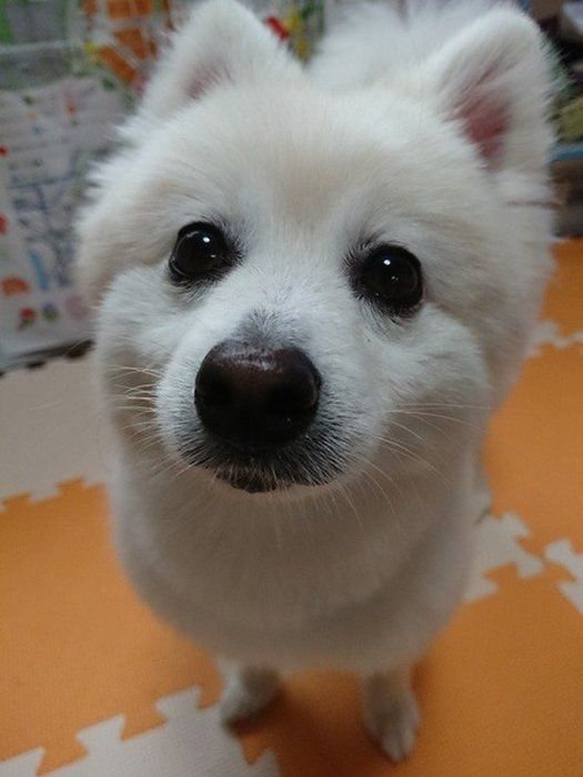白いポメラニアンのアップ