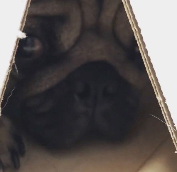箱の中に隠れる犬