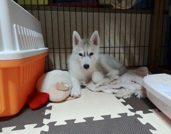 眉毛があるシルビアちゃん