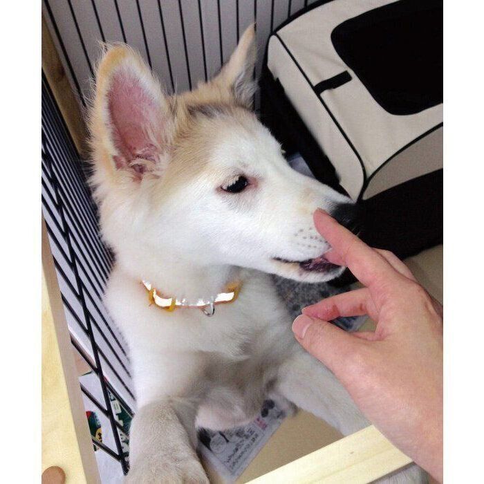 人が苦手で“難しい性格”だった生後4カ月の保護子犬 9年を経て“家族の心の拠り所”に