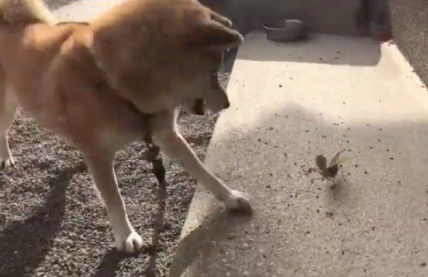 カマキリと戦うハナちゃん