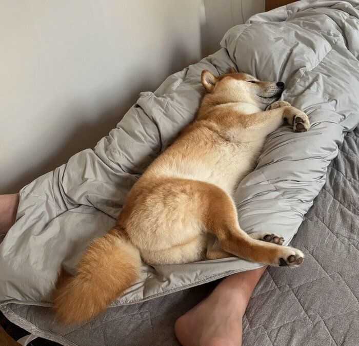 夫の足の間で眠る会長さん