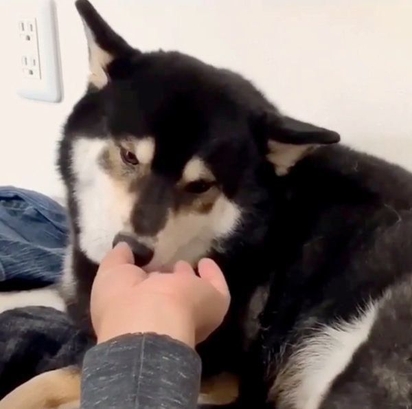 飼い主さんのニオイが好きな柴犬
