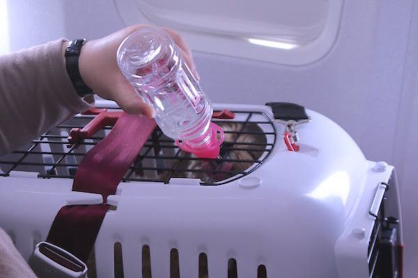 JALワンワンJET沖縄