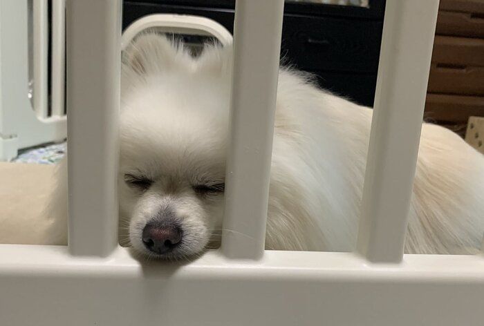 眠る犬