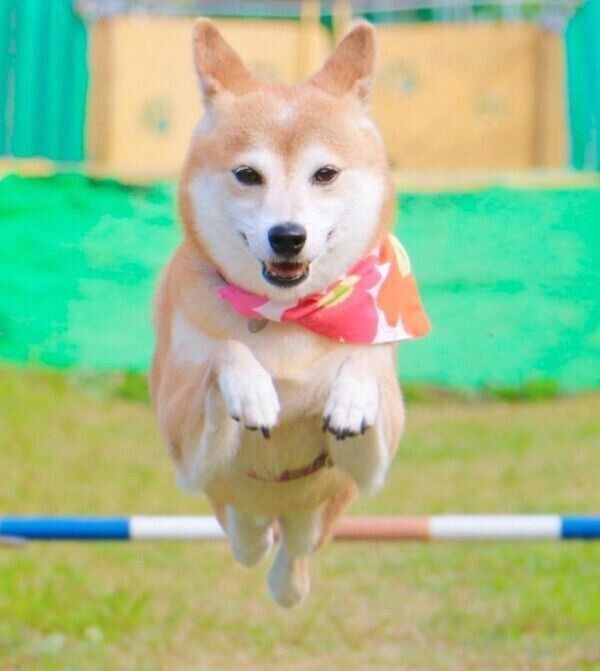 楽しそうにジャンプするゆりあちゃん