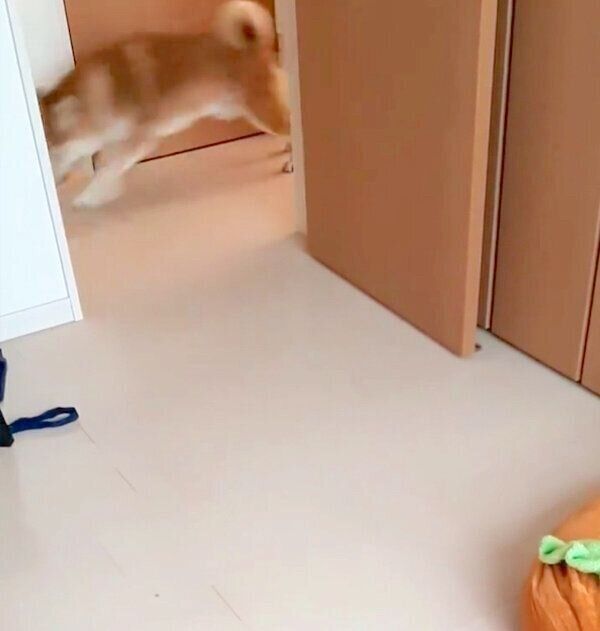 お風呂後に荒ぶる茶々丸くん