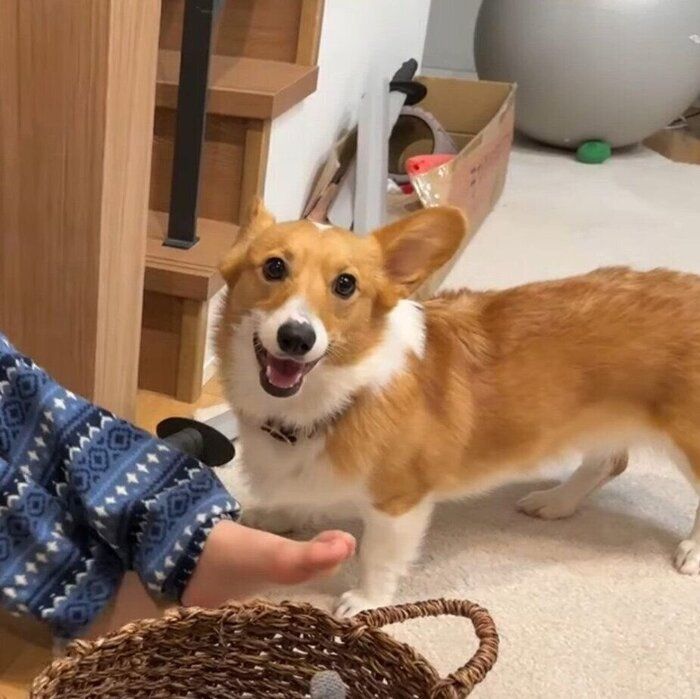 DOG GARDEN AOMORI➕NEKO | 🤍2024 Spring＆Summer🤍 大人気の犬