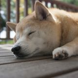 獣医師監修 老犬が寝てばかりいるけど大丈夫 対策や注意点を解説 いぬのきもちweb Magazine 獣医師監修 老犬が寝てばかりいるけど大丈夫 対策や注意点を解説 いぬのきもちweb Magazine