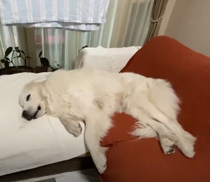 爆睡の犬