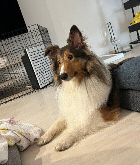 1才のシェットランド・シープドッグ