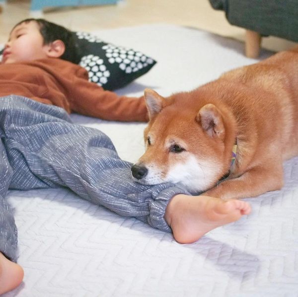 坊やの面倒を見る柴犬