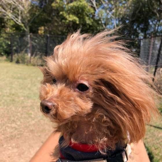 風を感じているディルちゃん