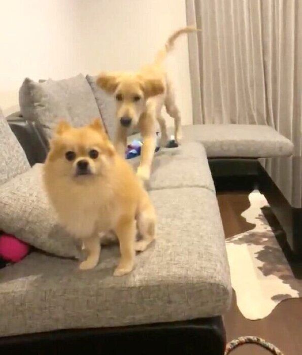ぽん吉くんを背後から狙うらん丸くん